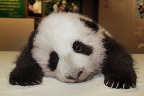 Trauriger Panda ist traurig