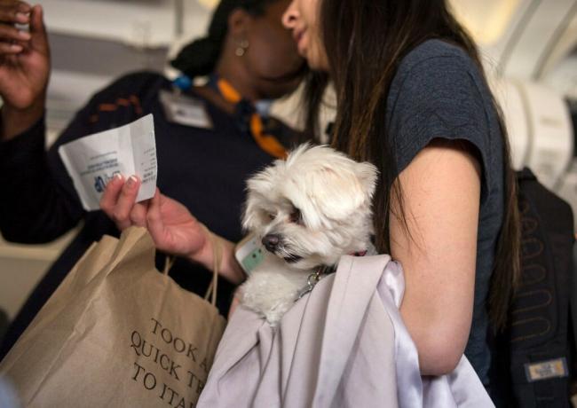 NEW YORK, NY - 14 MAJ: En kvinna som bär en hund frågar en JetBlue Airline-flygvärdinna om sitt säte den 14 maj 2017 där John F. Kennedy Airport i Queens stadsdel i New York City. Huvud