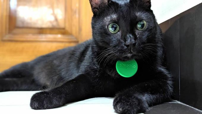 Yakışıklı bir kara kedinin tasmasına takılı Chipolo One Bluetooth izleyici.
