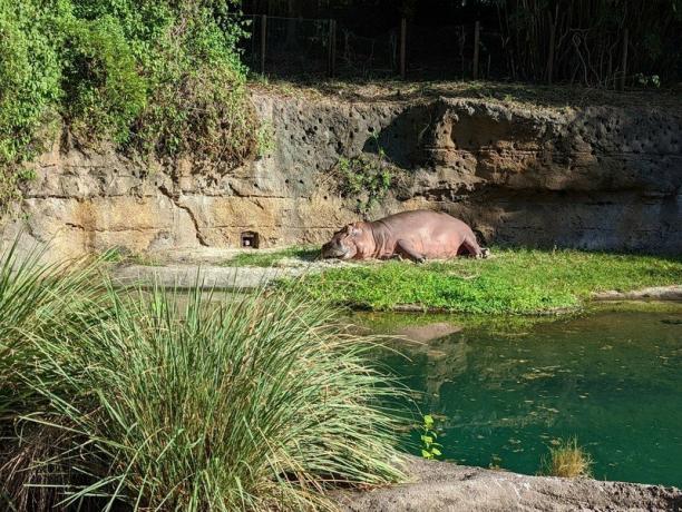 Vzorci fotoaparata Pixel 6 Safari Hippo Sunbathing 2x Zoom
